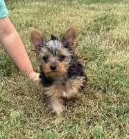 Star , a male Yorkshire Terrier for sale in Arthur, IL – 3 of 5