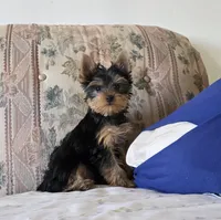 Dancer, a male Yorkshire Terrier for sale in Arthur, IL – Photo 7 of 7