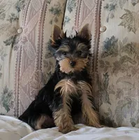 Dancer, a male Yorkshire Terrier for sale in Arthur, IL – Photo 6 of 7