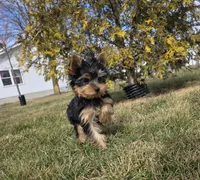 Dancer, a male Yorkshire Terrier for sale in Arthur, IL – Photo 1 of 7