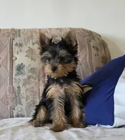 Dancer, a male Yorkshire Terrier for sale in Arthur, IL – Photo 5 of 7