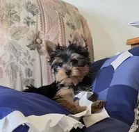 Dancer, a male Yorkshire Terrier for sale in Arthur, IL – Photo 4 of 7