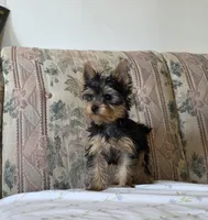 Dancer, a male Yorkshire Terrier for sale in Arthur, IL – Photo 2 of 7