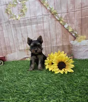 Cody, a male Yorkshire Terrier for sale in Arthur, IL – 1 of 7