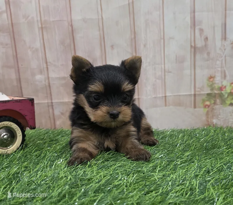 Friendly , a male Yorkshire Terrier for sale in Arthur, IL – 1 of 6