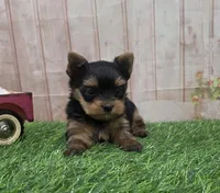 Friendly , a male Yorkshire Terrier for sale in Arthur, IL – 1 of 6