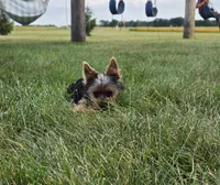 Buster, a male Yorkshire Terrier for sale in Arthur, IL – 5 of 9