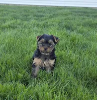 Kayla , a female Yorkshire Terrier for sale in Arthur, IL – Photo 3 of 6