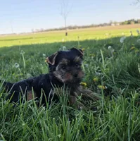 Kayla , a female Yorkshire Terrier for sale in Arthur, IL – Photo 5 of 6