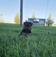 Kayla , a female Yorkshire Terrier for sale in Arthur, IL – Photo 4 of 6