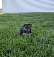 Kayla , a female Yorkshire Terrier for sale in Arthur, IL – Photo 6 of 6