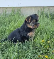 Kayla , a female Yorkshire Terrier for sale in Arthur, IL – Photo 2 of 6