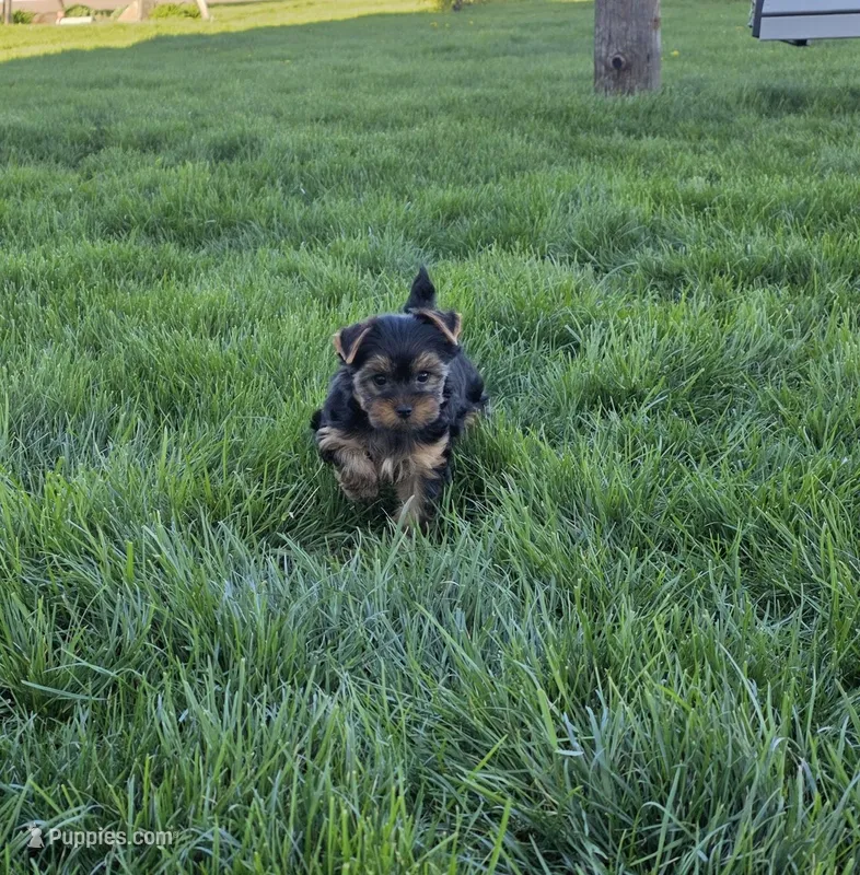 Kayla , a female Yorkshire Terrier for sale in Arthur, IL – Photo 1 of 6