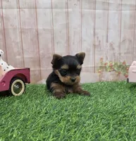 Friendly , a male Yorkshire Terrier for sale in Arthur, IL – 5 of 6