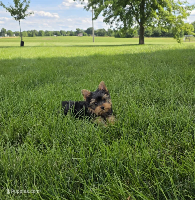 Friendly  – Yorkshire Terrier puppy for sale in Arthur, IL