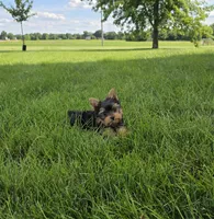Friendly , a male Yorkshire Terrier for sale in Arthur, IL – 1 of 4