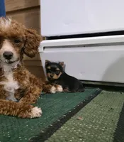 Friendly , a male Yorkshire Terrier for sale in Arthur, IL – 2 of 6