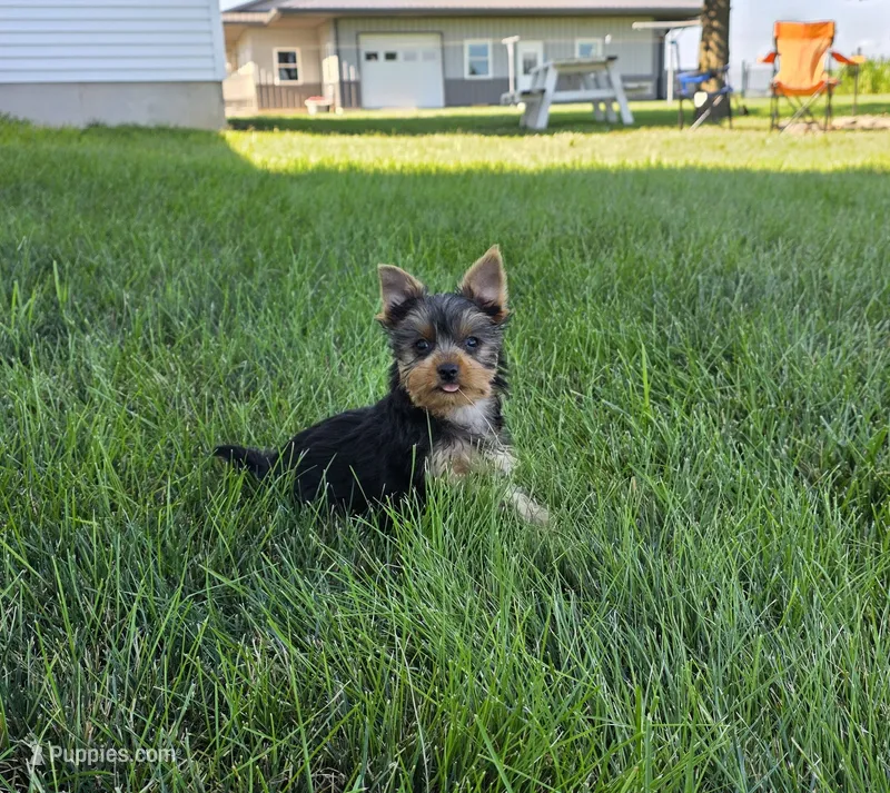 Buster – Yorkshire Terrier puppy for sale in Arthur, IL