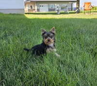 Buster, a male Yorkshire Terrier for sale in Arthur, IL – 1 of 5