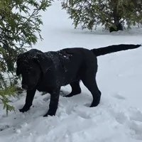 Deliala, a female Labrador Retriever for sale in Arthur, IL – Photo 6 of 6