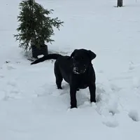 Deliala, a female Labrador Retriever for sale in Arthur, IL – Photo 5 of 6