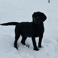 Deliala, a female Labrador Retriever for sale in Arthur, IL – Photo 1 of 6