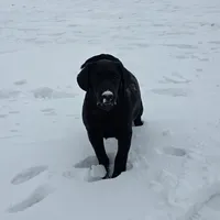 Deliala, a female Labrador Retriever for sale in Arthur, IL – Photo 4 of 6