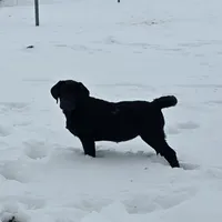 Deliala, a female Labrador Retriever for sale in Arthur, IL – Photo 2 of 6