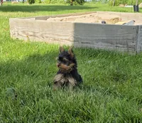 Friendly , a male Yorkshire Terrier for sale in Arthur, IL – 2 of 4