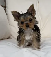 Honey , a female Yorkshire Terrier for sale in Arthur, IL – 4 of 5
