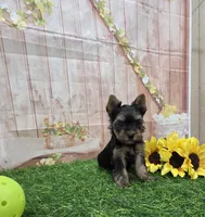 Cody, a male Yorkshire Terrier for sale in Arthur, IL – 4 of 7