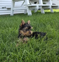 Friendly , a male Yorkshire Terrier for sale in Arthur, IL – 4 of 4