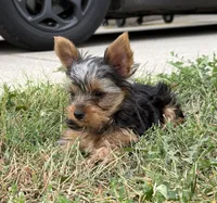 Star , a male Yorkshire Terrier for sale in Arthur, IL – 4 of 5
