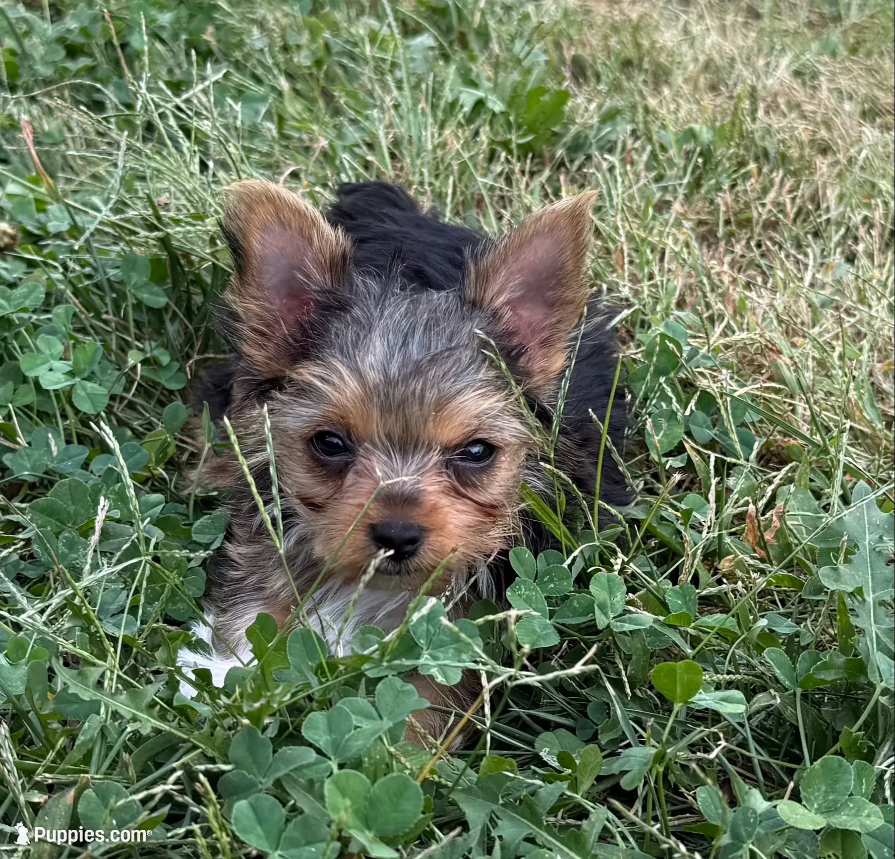 Honey , a female Yorkshire Terrier for sale in Arthur, IL – 2 of 5