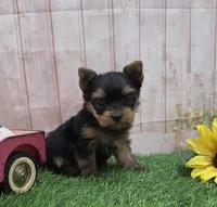 Friendly , a male Yorkshire Terrier for sale in Arthur, IL – 3 of 6