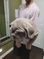 Milo, a male English Bulldog for sale in Chicago, IL – 2 of 5