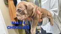 English Bulldog, a male English Bulldog for sale in Chicago, IL – 9 of 10