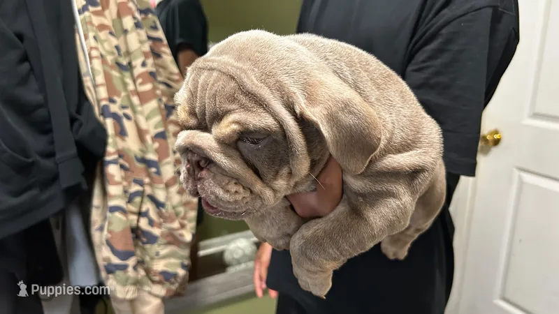 English Bulldog – English Bulldog puppy for sale in Chicago, IL