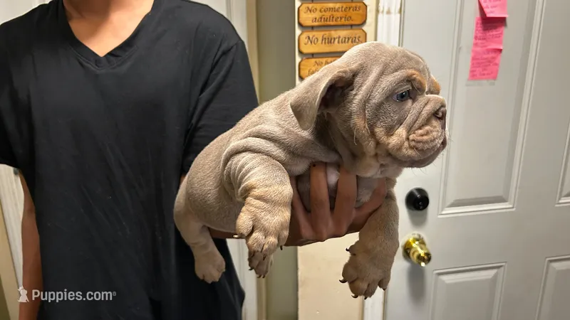 English Bulldog – English Bulldog puppy for sale in Chicago, IL