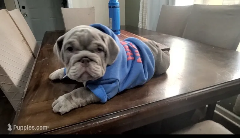 Milo – English Bulldog puppy for sale in Chicago, IL