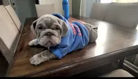 Milo, a male English Bulldog for sale in Chicago, IL – 1 of 5