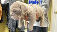 English Bulldog, a male English Bulldog for sale in Chicago, IL – 4 of 10