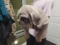 Milo, a male English Bulldog for sale in Chicago, IL – 4 of 5