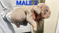 English Bulldog, a male English Bulldog for sale in Chicago, IL – 6 of 10