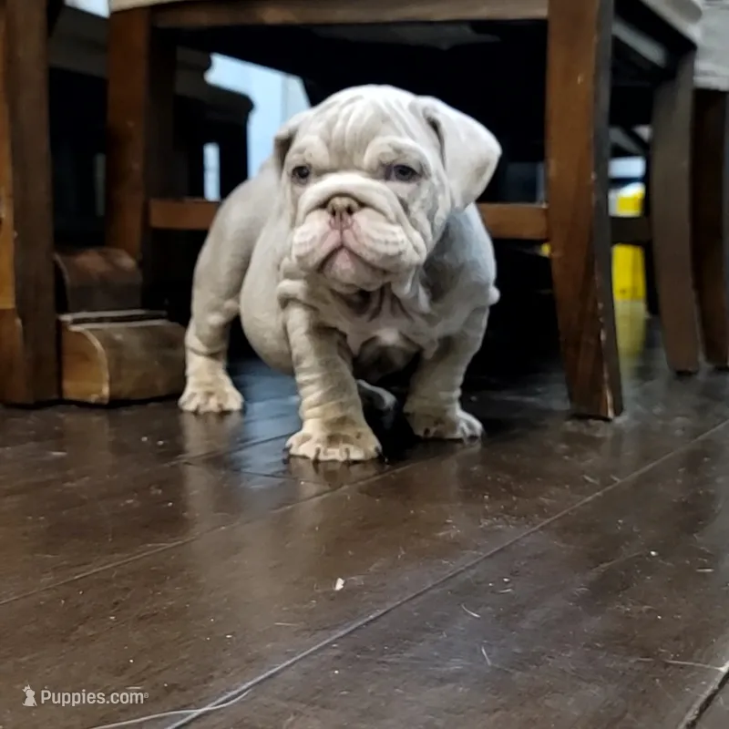 English Bulldog – English Bulldog puppy for sale in Chicago, IL