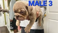 English Bulldog, a male English Bulldog for sale in Chicago, IL – 8 of 10