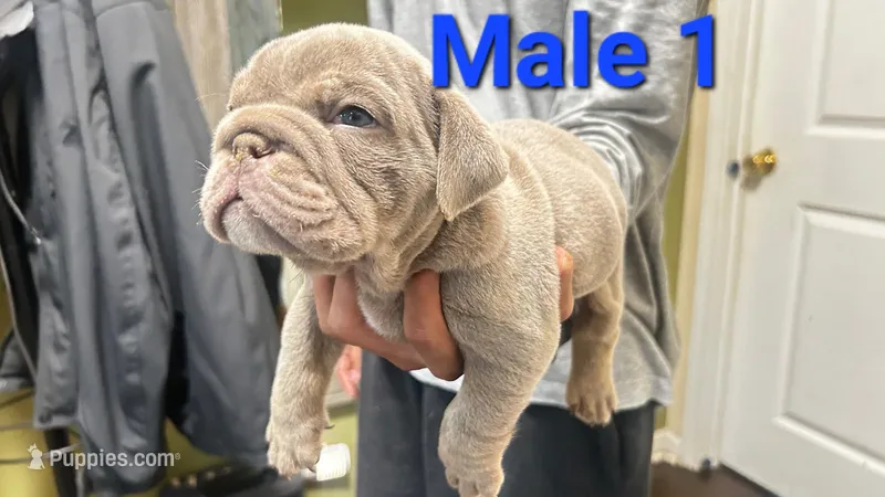 English Bulldog – English Bulldog puppy for sale in Chicago, IL