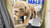 English Bulldog, a male English Bulldog for sale in Chicago, IL – 5 of 10
