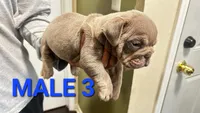 English Bulldog, a male English Bulldog for sale in Chicago, IL – 7 of 10