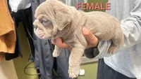 English Bulldog, a male English Bulldog for sale in Chicago, IL – 2 of 10
